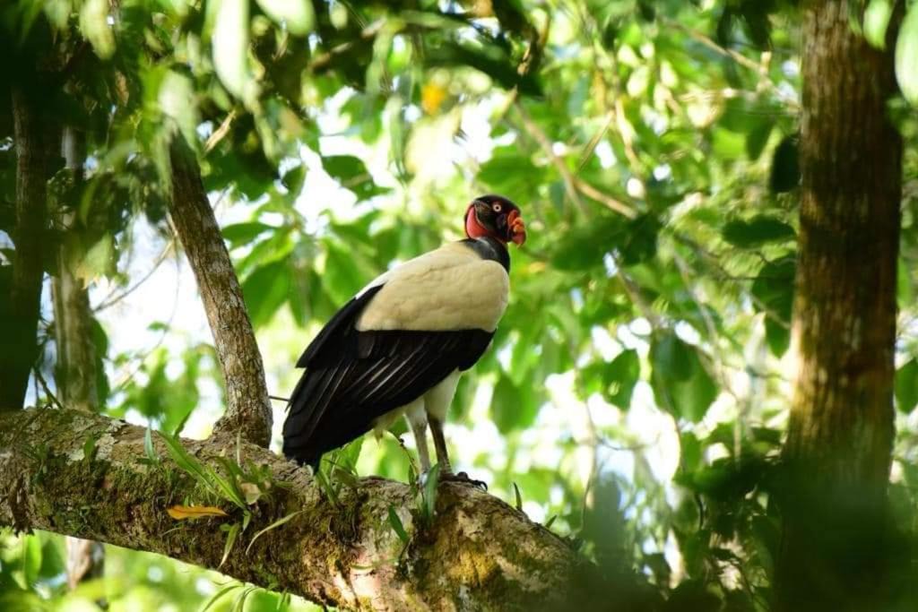Photo of Others in Puerto Jimenez