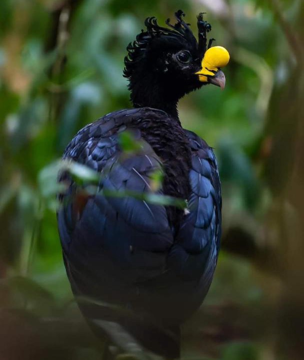 Photo of Others in Puerto Jimenez