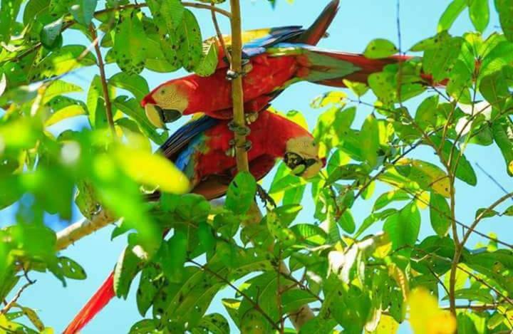 Photo of Others in Puerto Jimenez