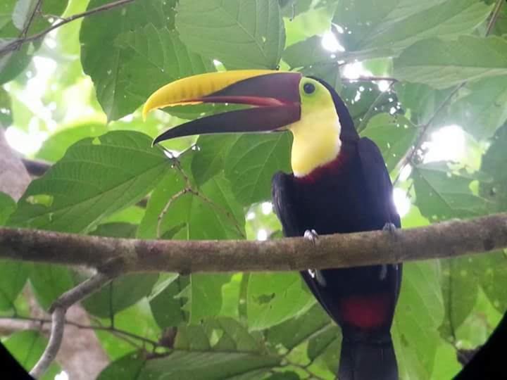 Photo of Others in Puerto Jimenez