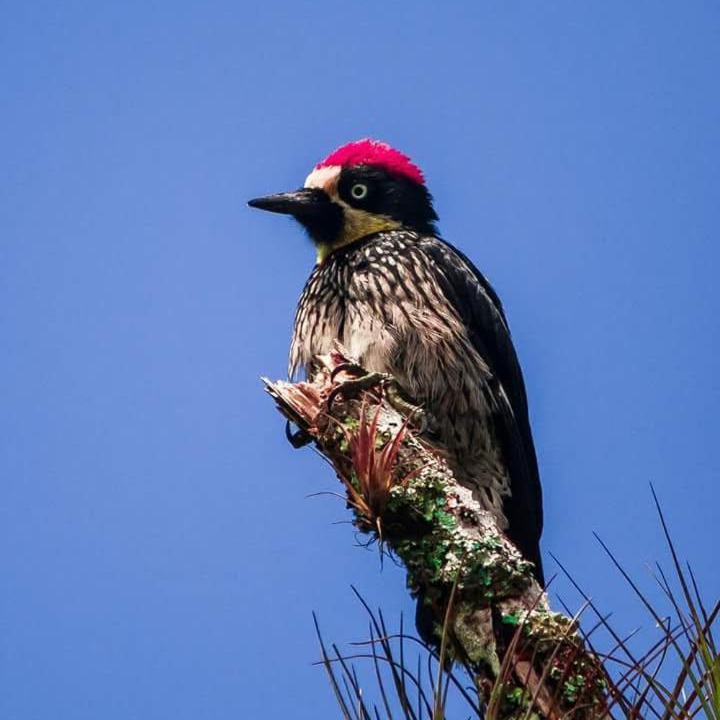 Photo of Others in Puerto Jimenez