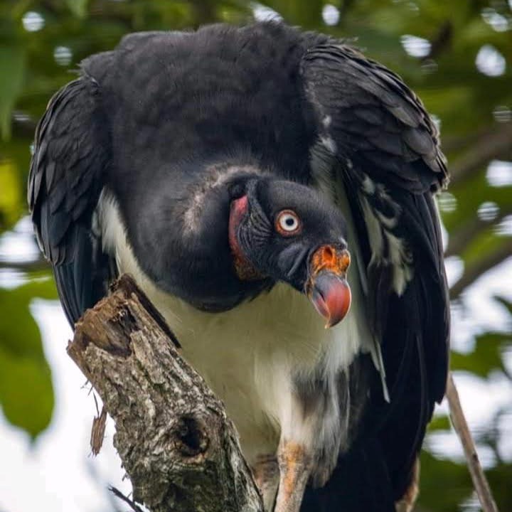 Photo of Others in Puerto Jimenez