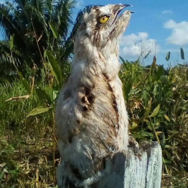 Photo of Others in Puerto Jimenez
