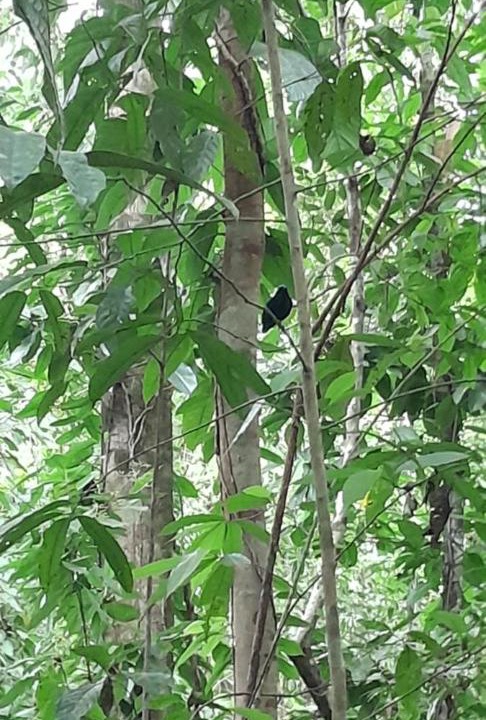 Photo of Others in Puerto Jimenez