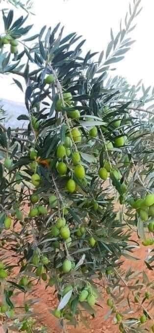 Photo of Outdoor in Wadi Musa
