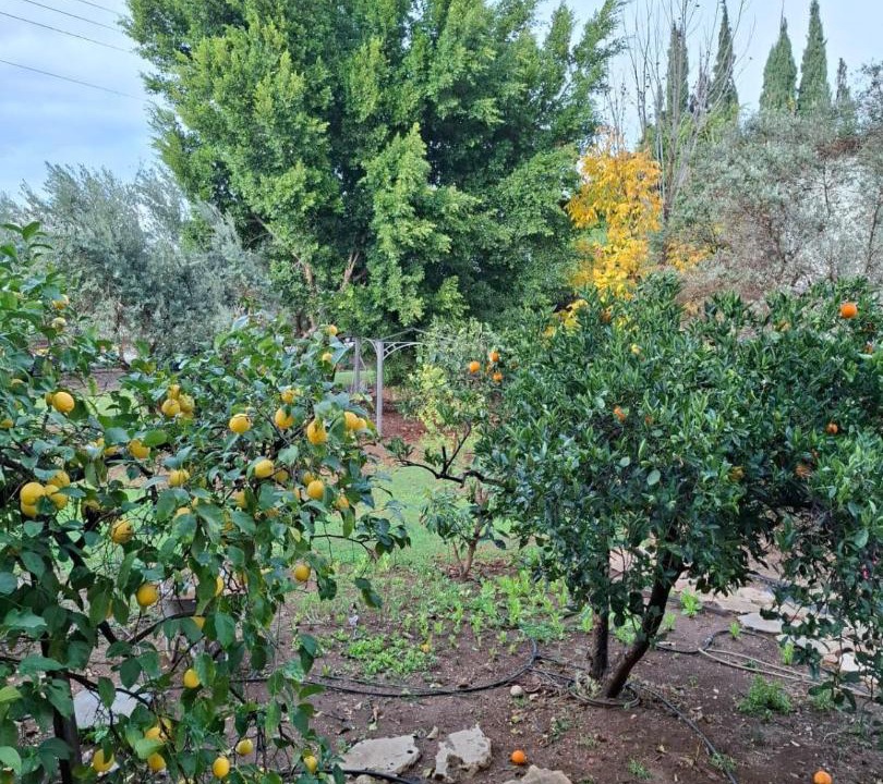 Photo of Others in Kfar Tavor
