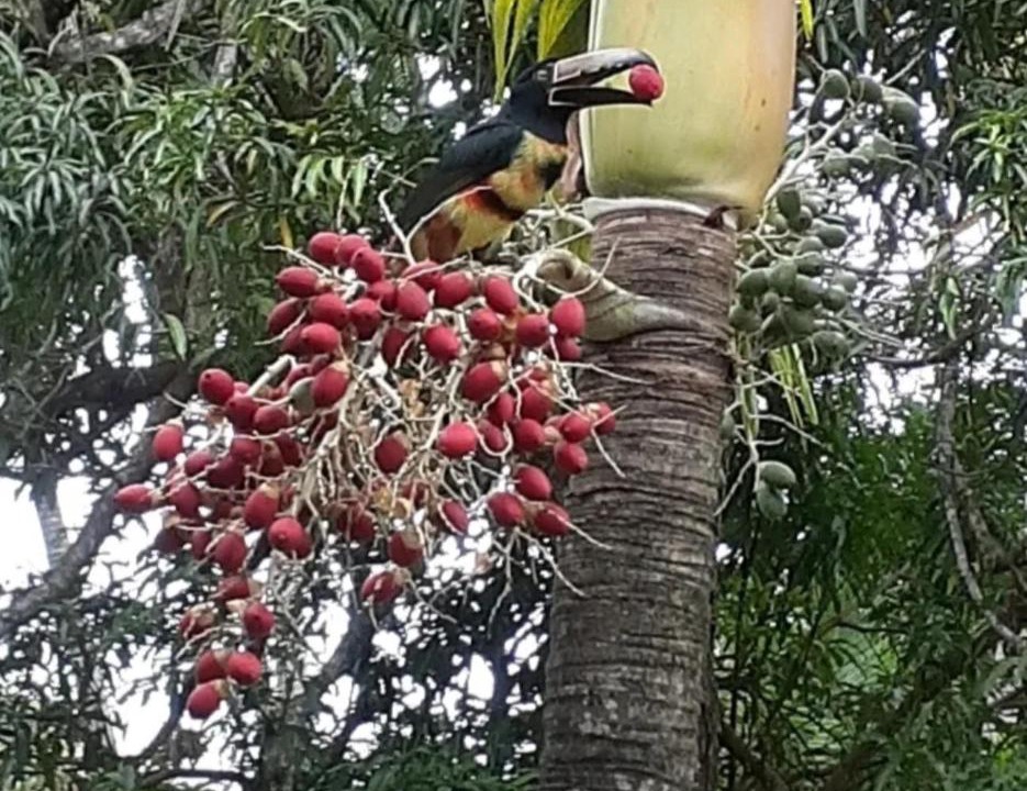 Photo of Others in Paquera