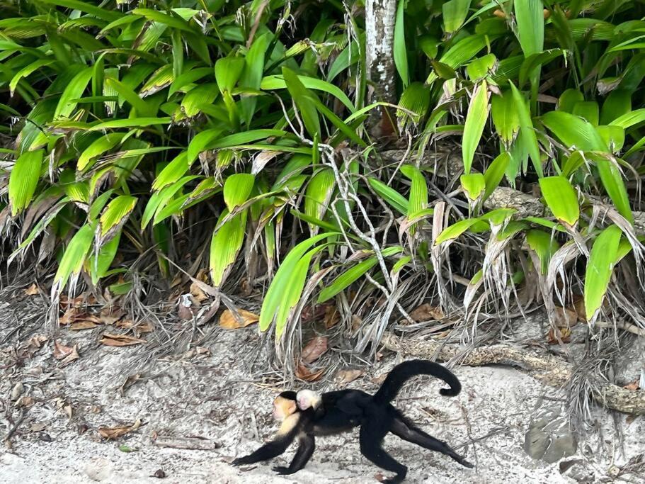 Photo of Others in Punta Leona