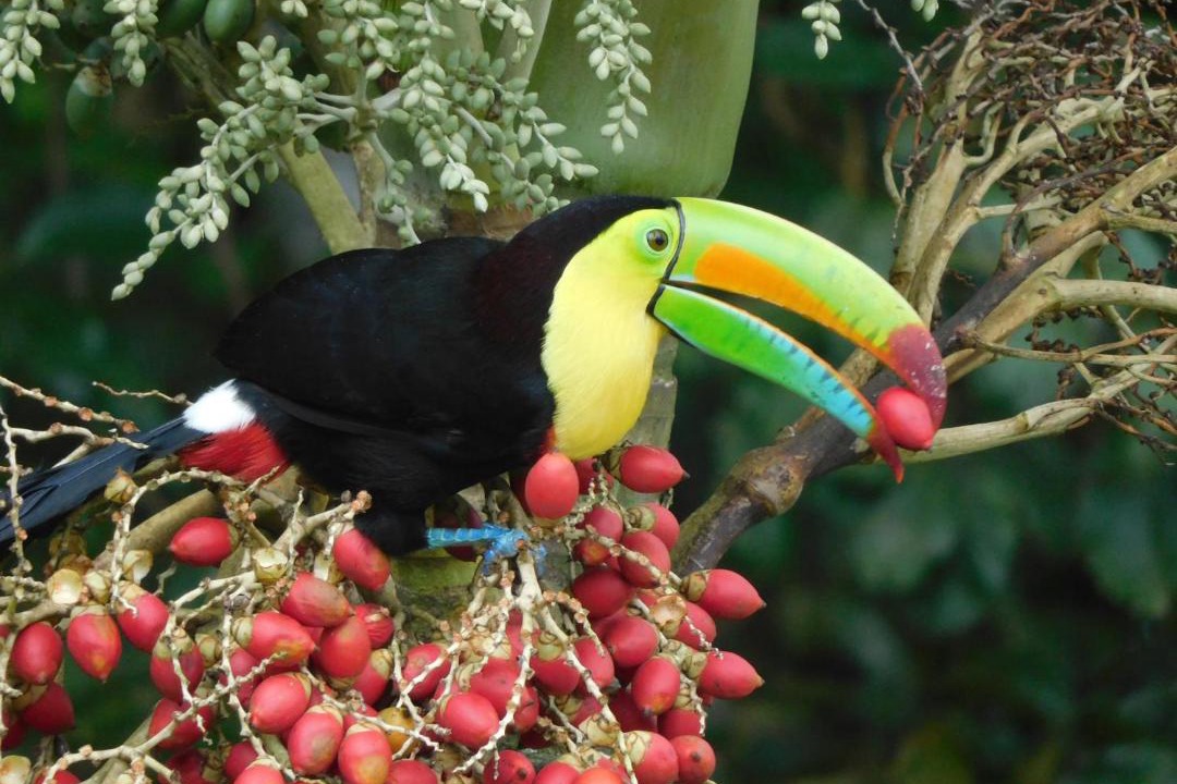 Photo of Others in Arenal