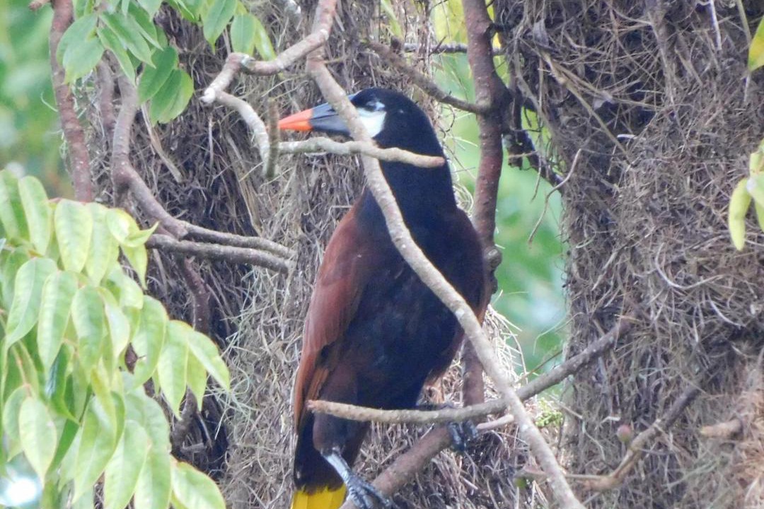 Photo of Others in Arenal