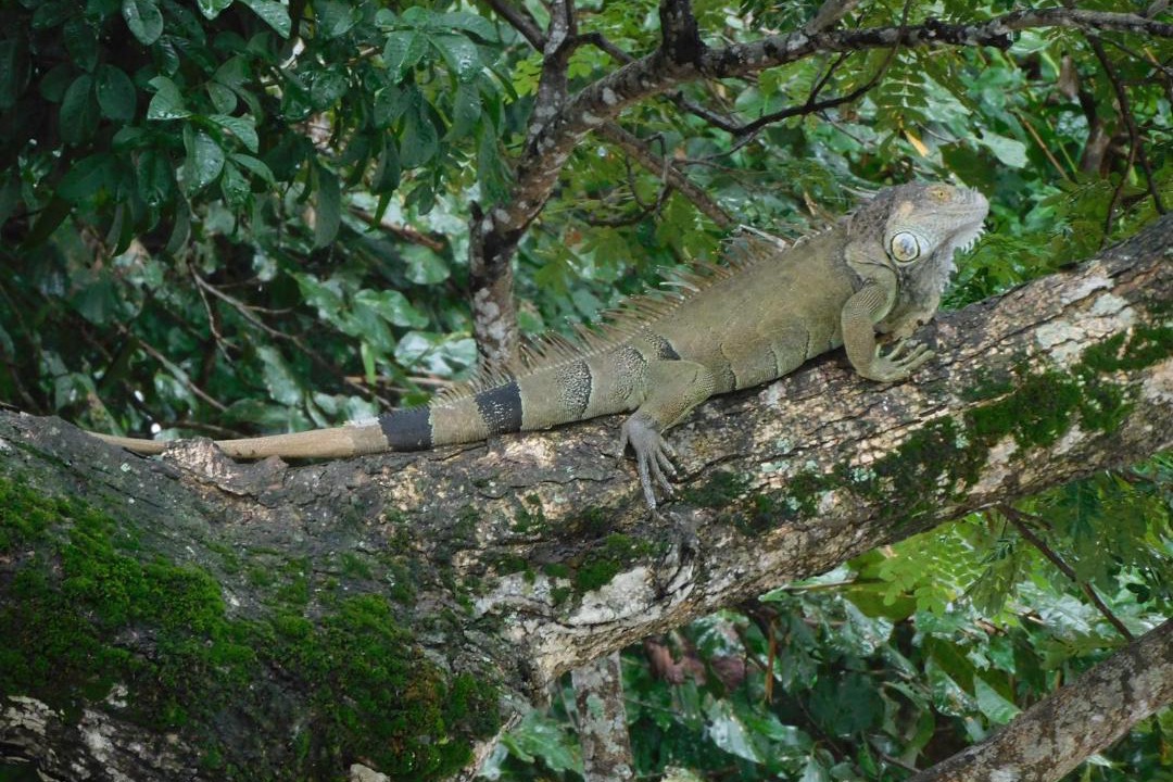 Photo of Others in Arenal