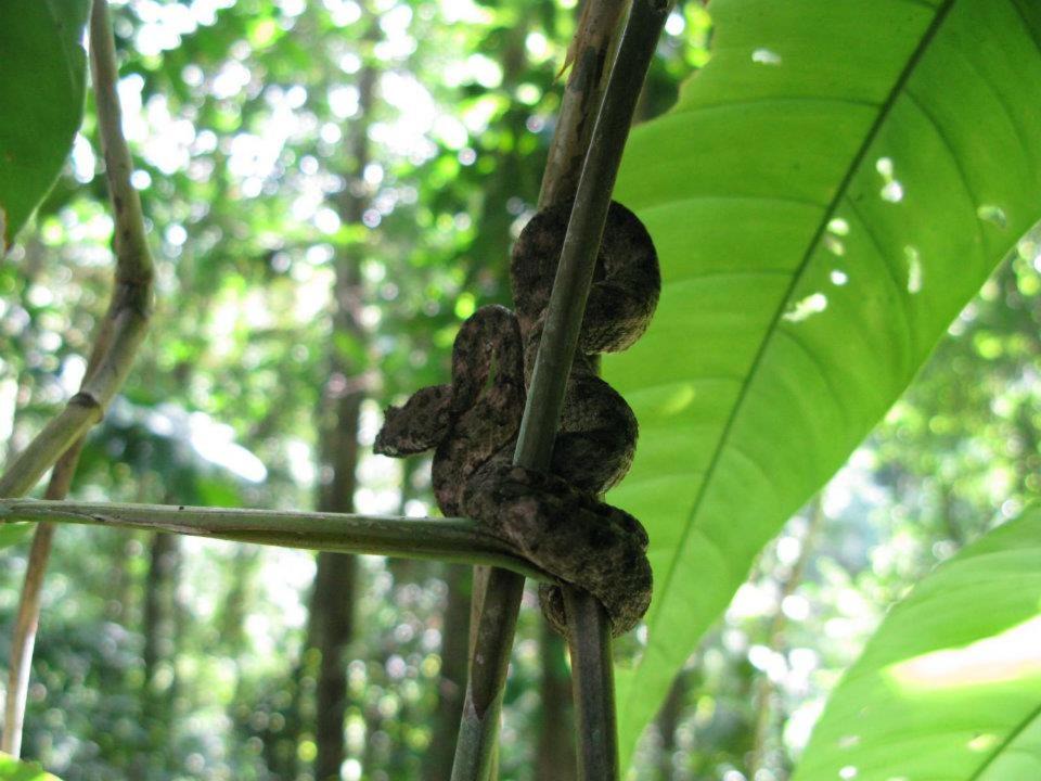 Photo of Others in Manzanillo