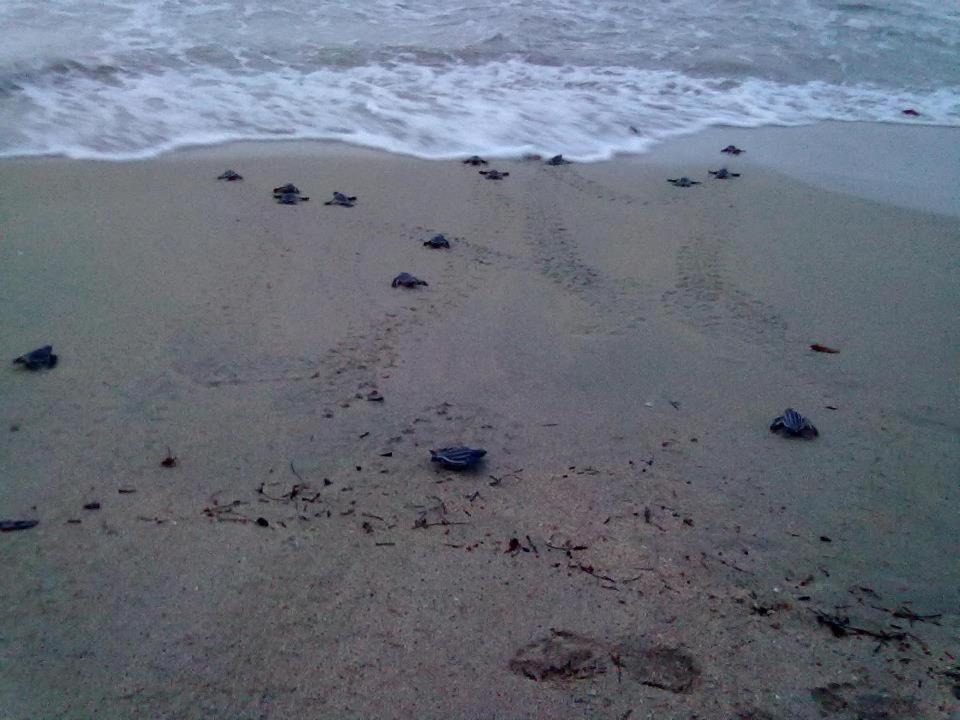 Photo of Others in Manzanillo
