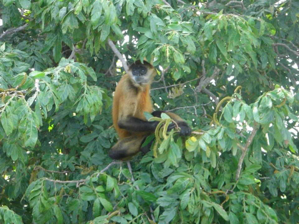 Photo of Others in Manzanillo