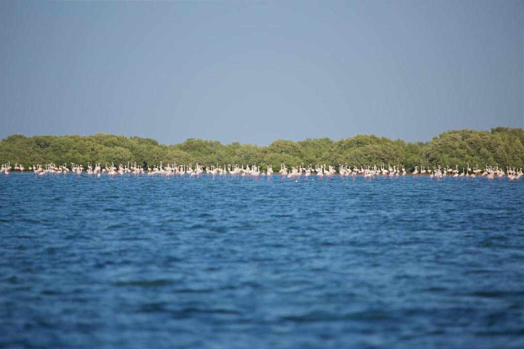 Photo of Others in Umm al Quwain