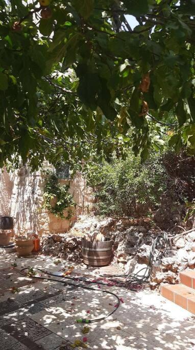 Photo of Others in Safed