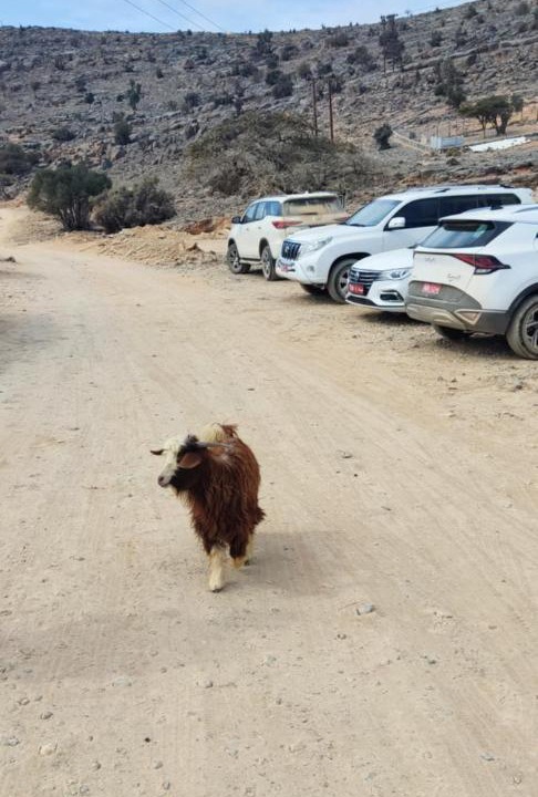 Photo of Others in Nizwa