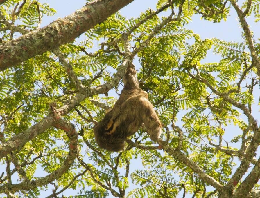 Photo of Others in Turrialba