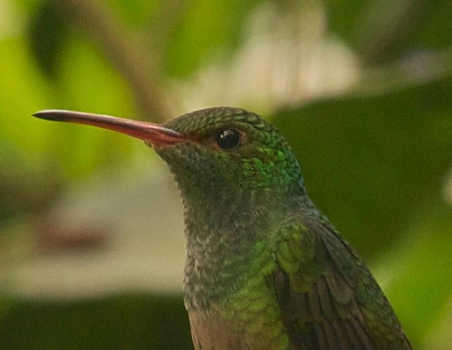 Photo of Others in Turrialba