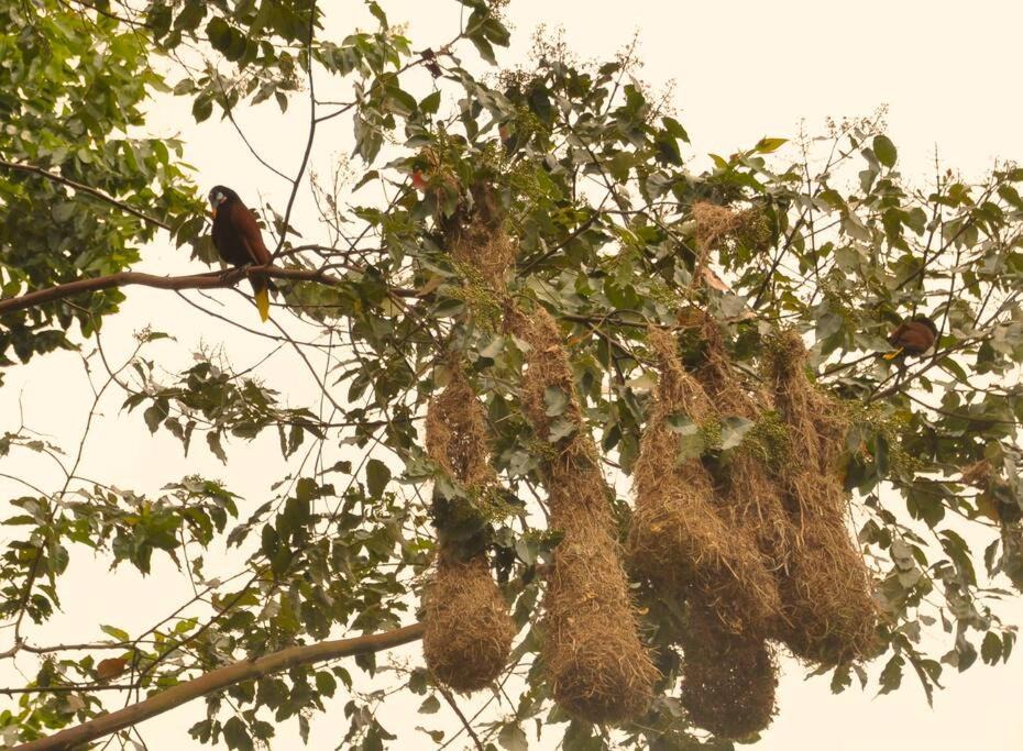 Photo of Others in Turrialba
