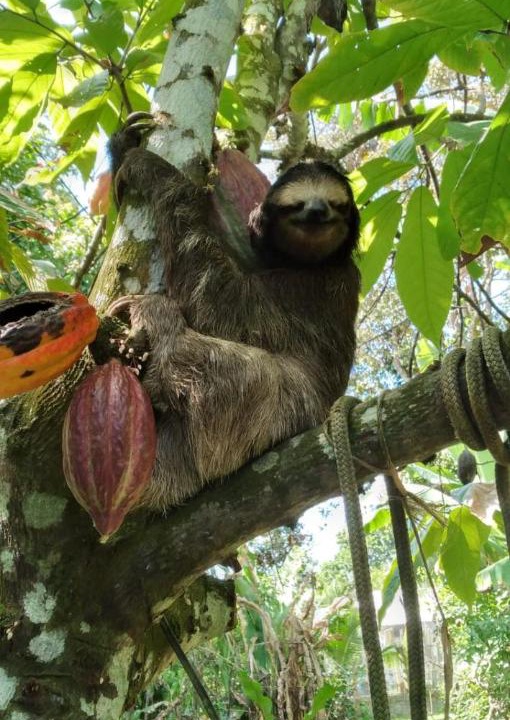 Photo of Others in Puerto Viejo de Talamanca