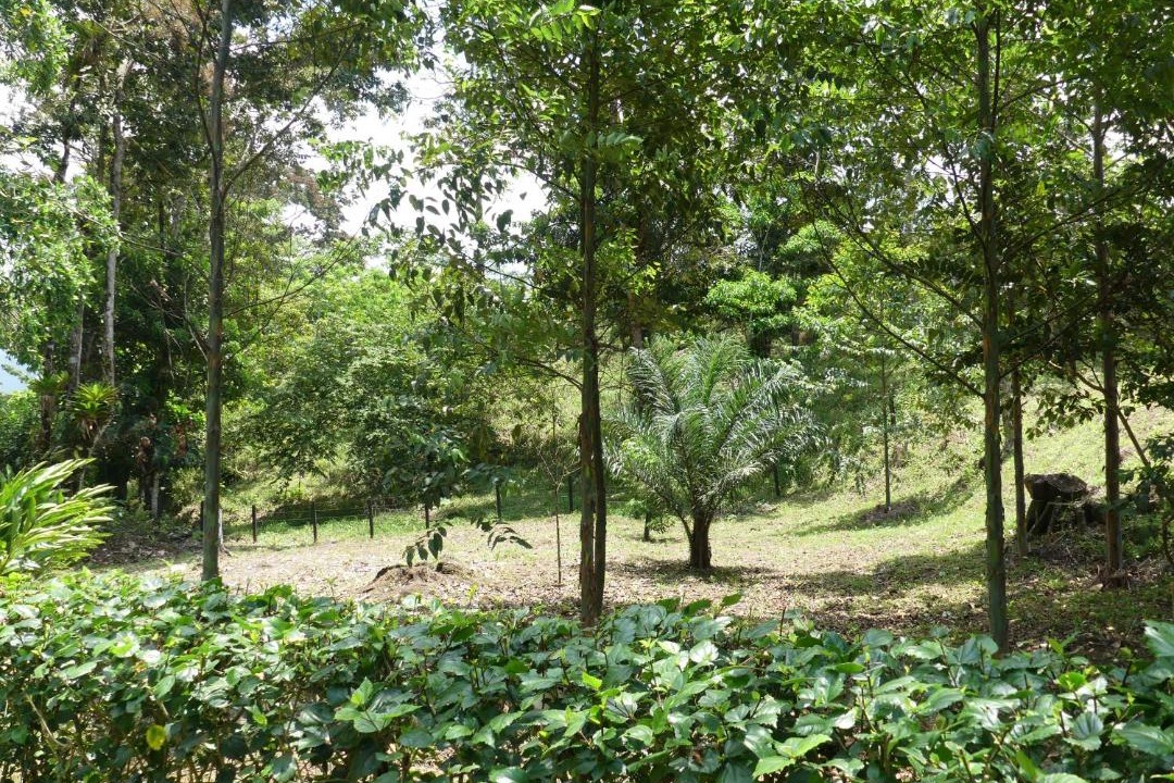 Photo of Others in Bijagua