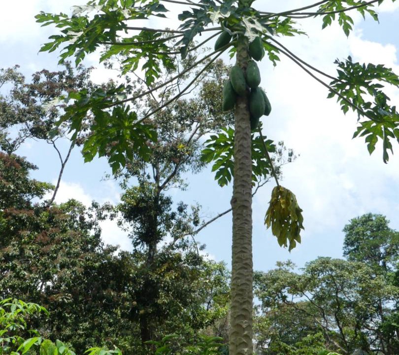 Photo of Others in Bijagua
