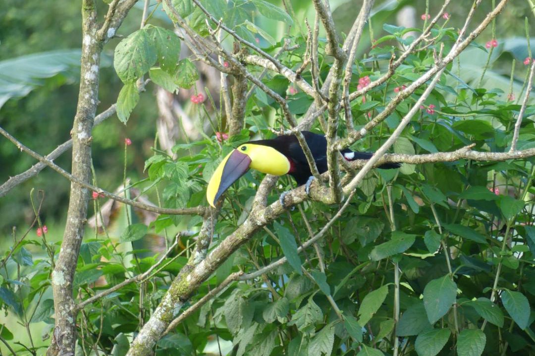 Photo of Others in Bijagua