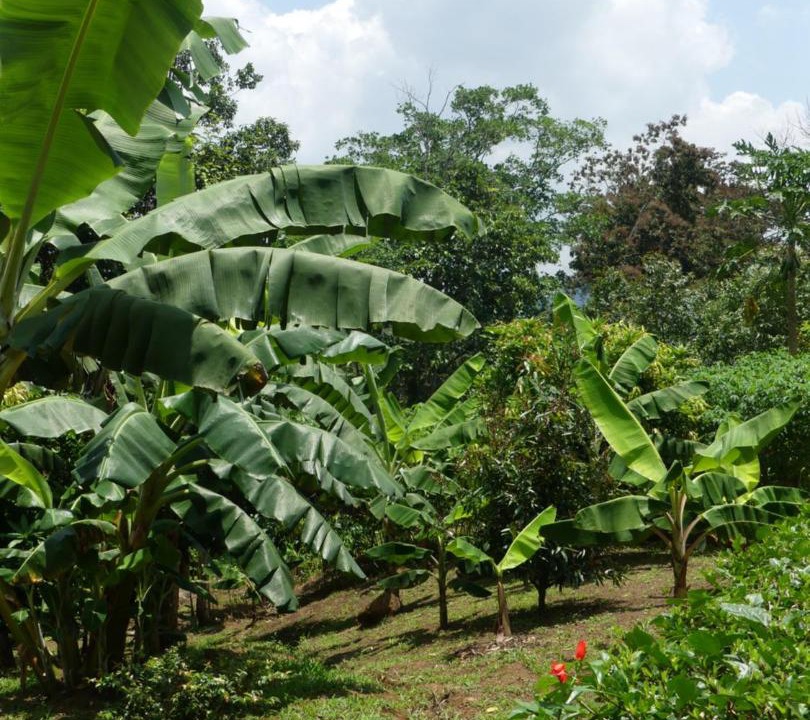 Photo of Others in Bijagua
