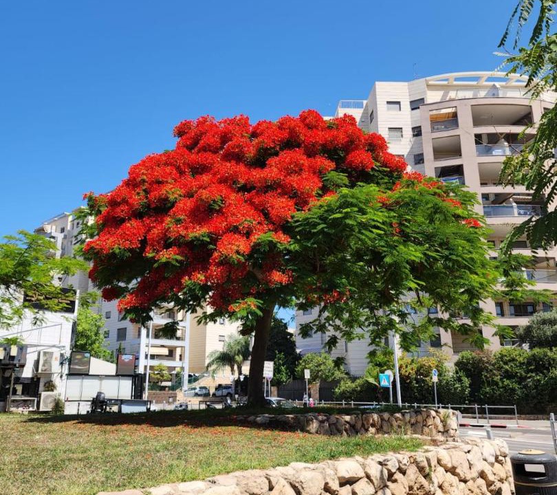 Photo of Others in Bat Yam