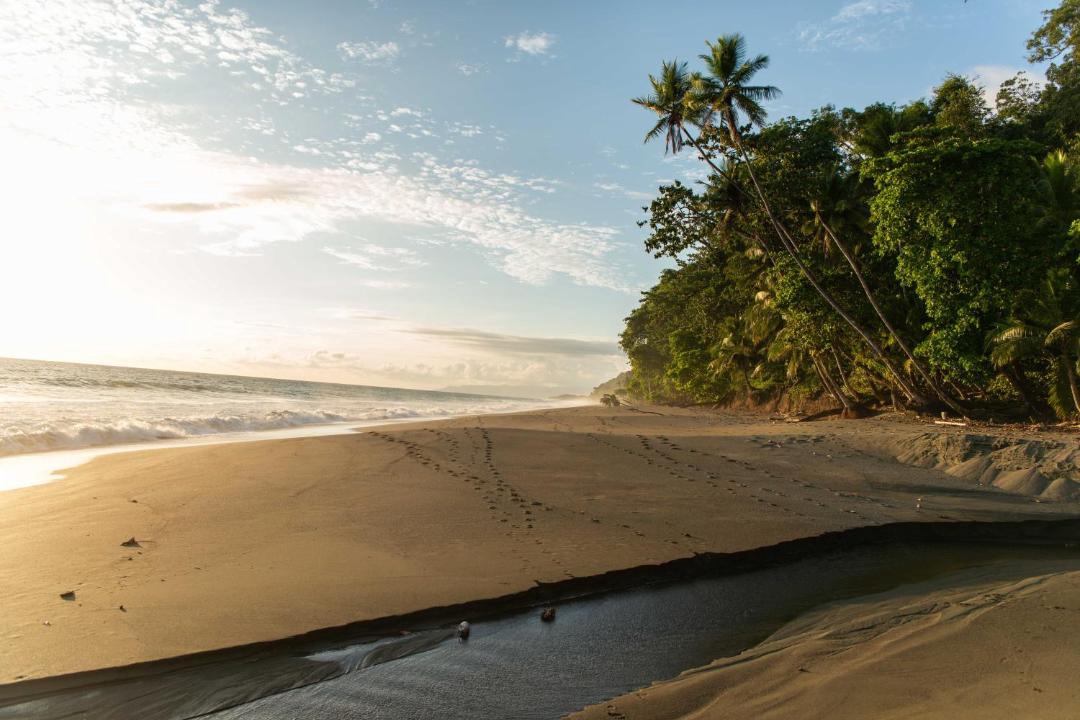 Photo of Others in Puerto Jimenez