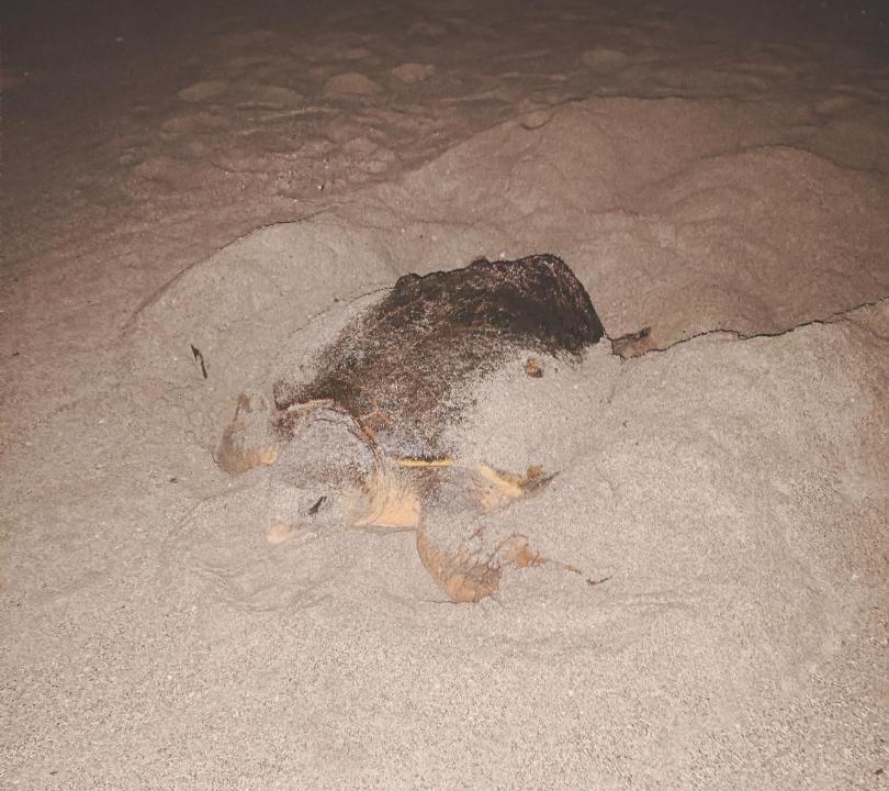 Photo of Others in Masirah