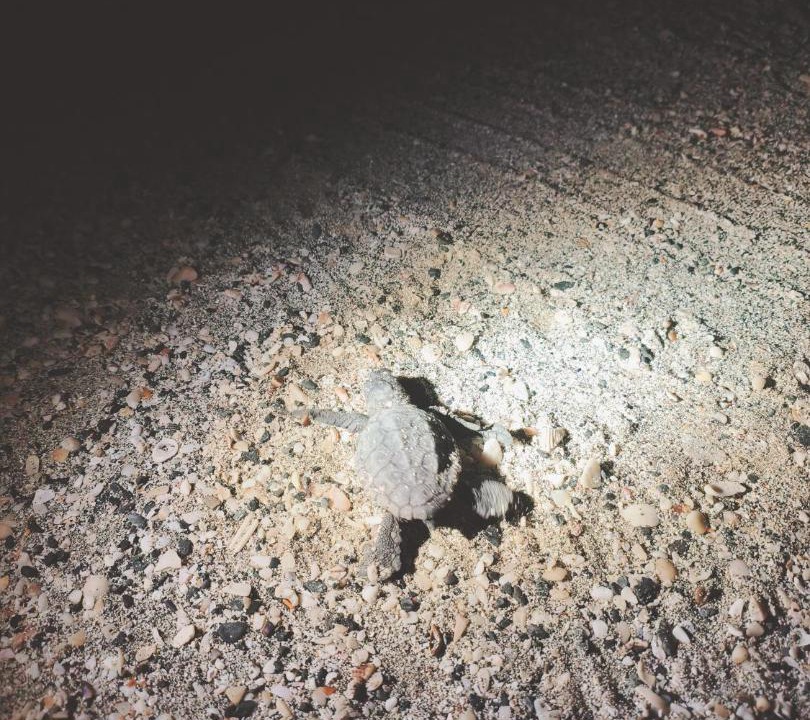 Photo of Others in Masirah