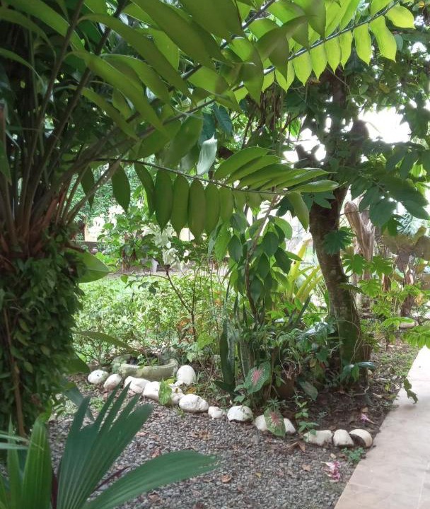 Photo of Others in Puerto Viejo de Talamanca