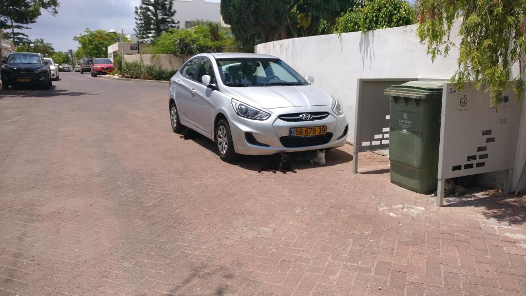 Photo of Others in Ashdod