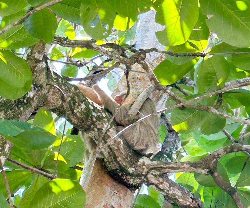 Photo of Others in Cahuita