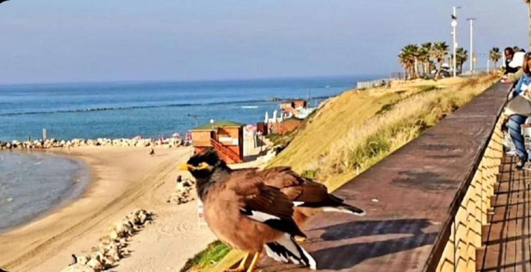 Photo of Others in Bat Yam