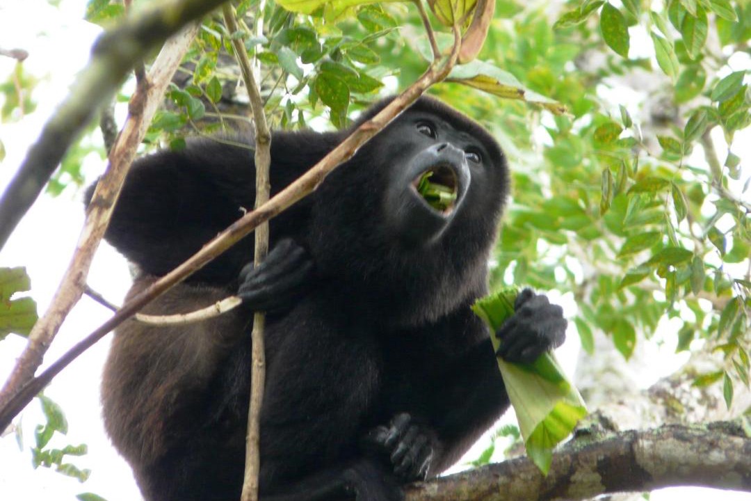 Photo of Others in Cahuita