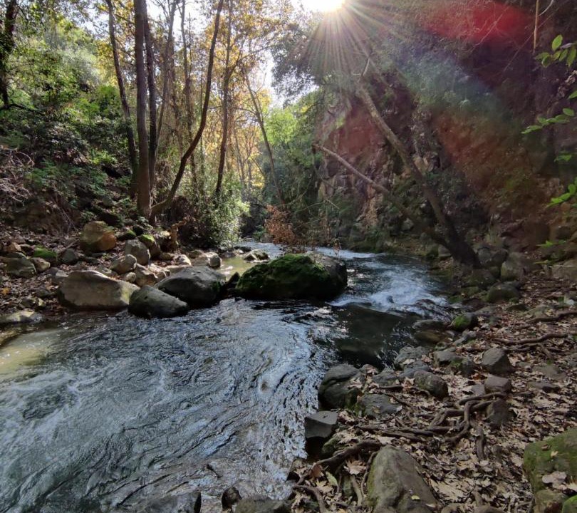 Photo of Others in Kfar Giladi