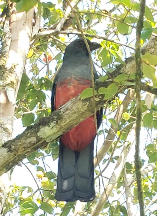 Photo of Others in Sierpe