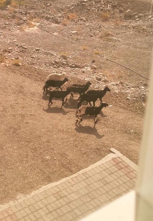 Photo of Others in Al Hamra