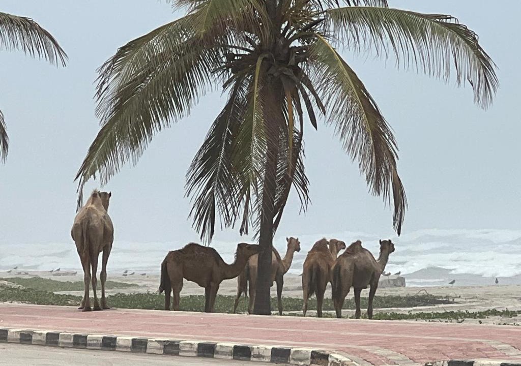 Photo of Others in Taqah