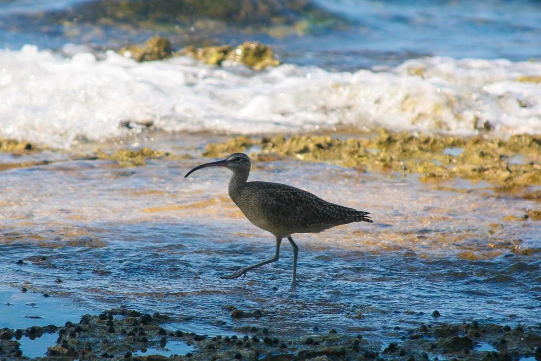 Photo of Others in Puerto Viejo de Talamanca