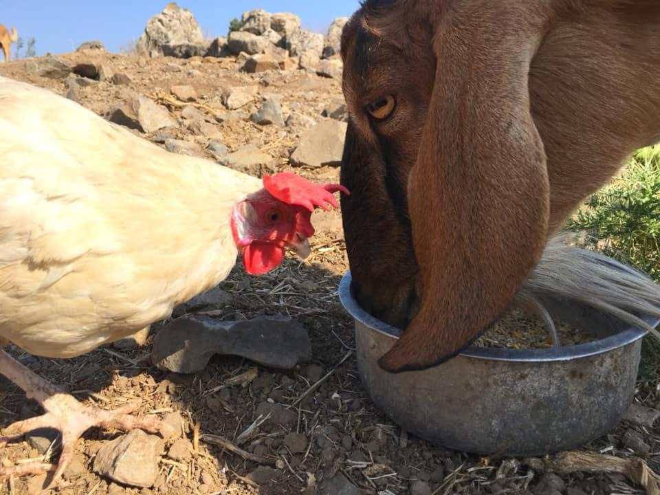Photo of Others in Qatsrin