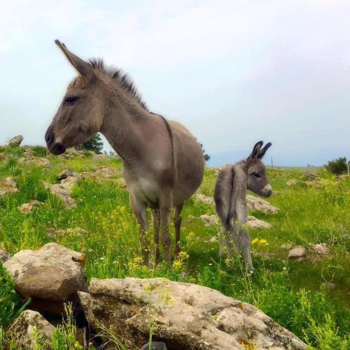 Photo of Others in Qatsrin