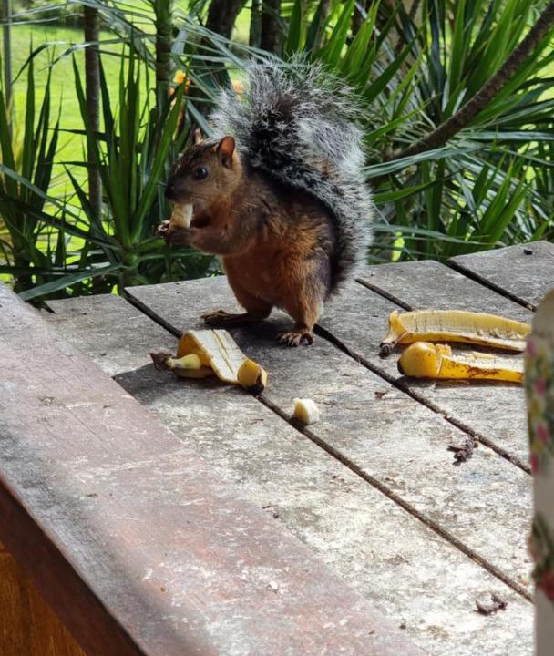Photo of Others in Arenal