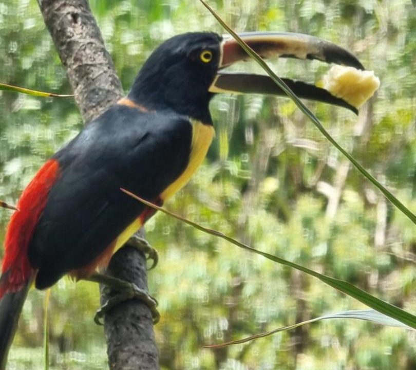 Photo of Others in Arenal