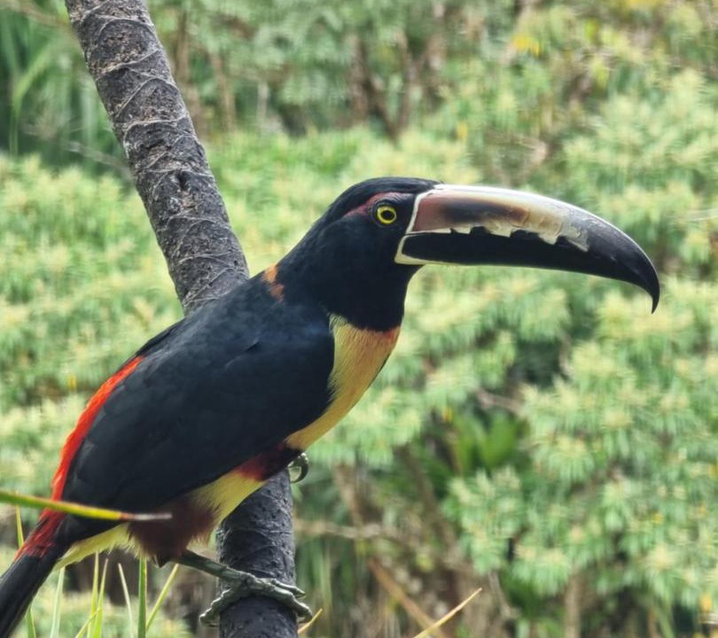 Photo of Others in Arenal