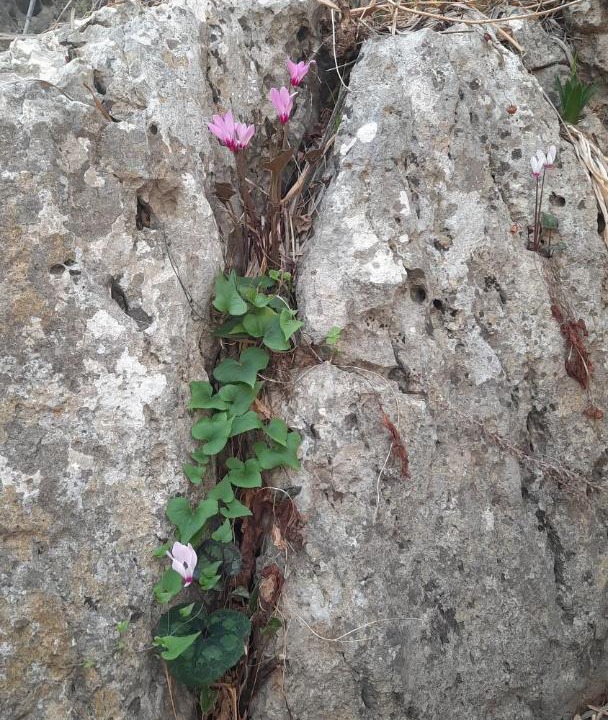 Photo of Outdoor in Vered Hagalil
