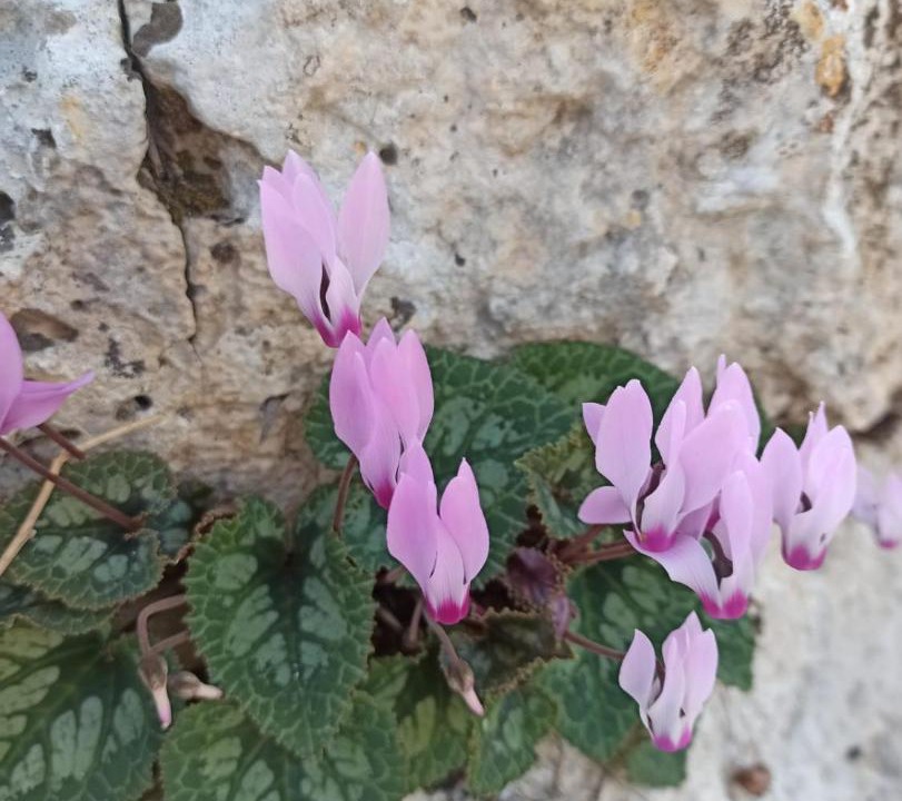 Photo of Outdoor in Vered Hagalil